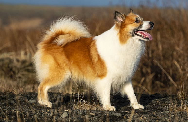 Исландская овчарка или исландская собака