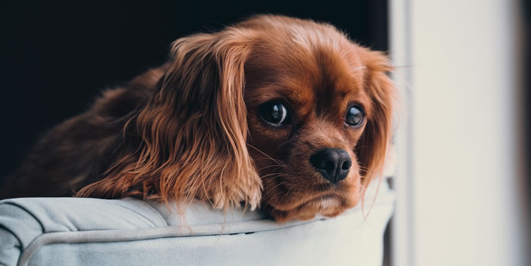 Как долго собака может сидеть дома одна? | Кинолог и зоопсихолог Александр  Смирнов. Дрессировка собак, консультации, помощь с воспитанием