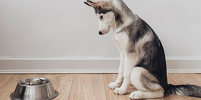 Анорексия или что делать, если собака плохо ест или часто привередничает
