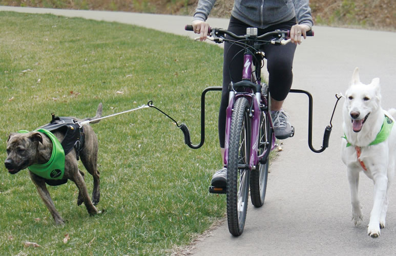 Как превратить велопрогулки с собакой в удовольствие
