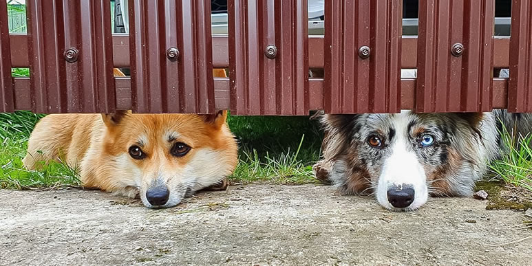 Собаки-карлики из графств Кардиганшир и Пембрукшир, что в Уэльсе