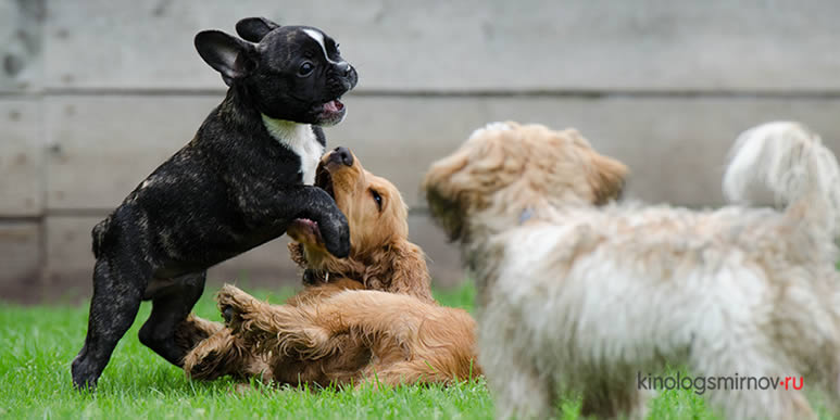 Собаки играют друг с другом