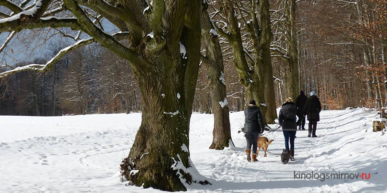 Группа людей с собаками прогуливается по зимнем лесу