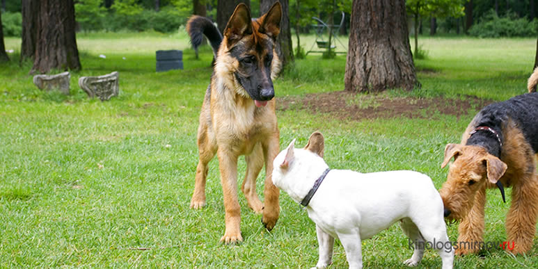 Щенок смотрит на двух собак