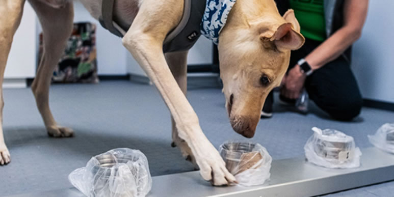 Как работают собаки, выявляющие COVID-19, в аэропортах Дубая и Хельсинки