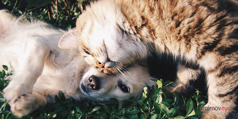 Переживают ли собаки из-за смерти близких друзей?