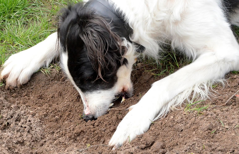 Почему собаки едят землю и как на это реагировать