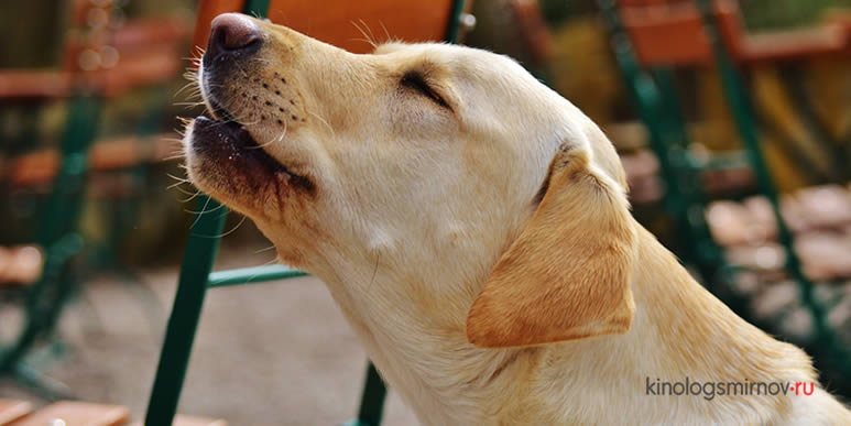 Способны ли собаки проявлять сочувствие к другим собакам