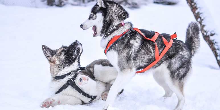 Собаки играют в снегу