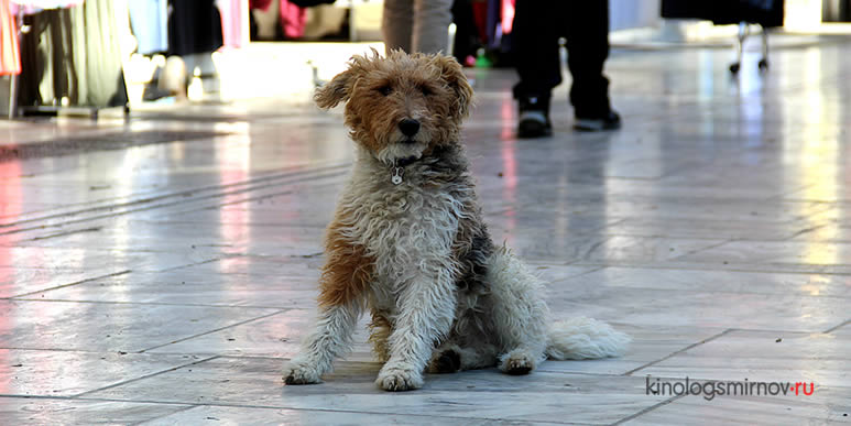 Собака сидит посреди торгового центра