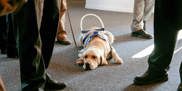 Собака поводырь для слепых лежит на полу между людьми