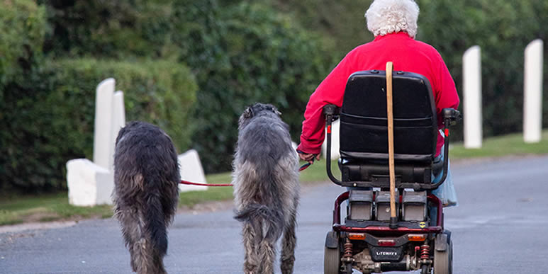 Женщина в инвалидной коляске рядом с двумя собаками