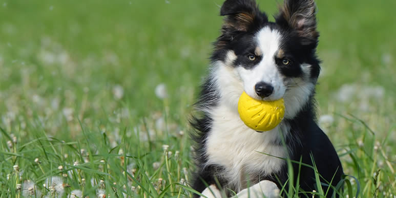 Собака лежит с мячиком во рту