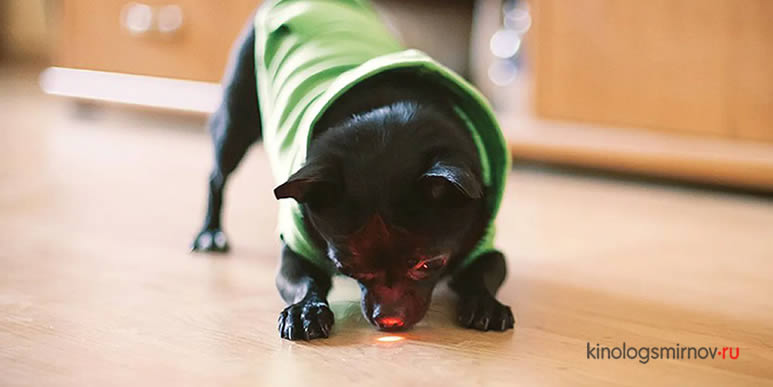 Опасное развлечение: лазерные указки сводят собак с ума