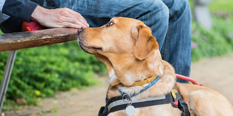 Какие заболевания собаки могут распознать по запаху