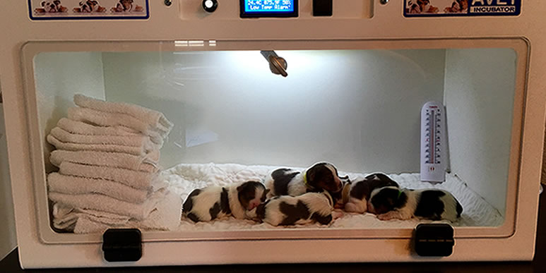 как ухаживать за новорожденными щенками
