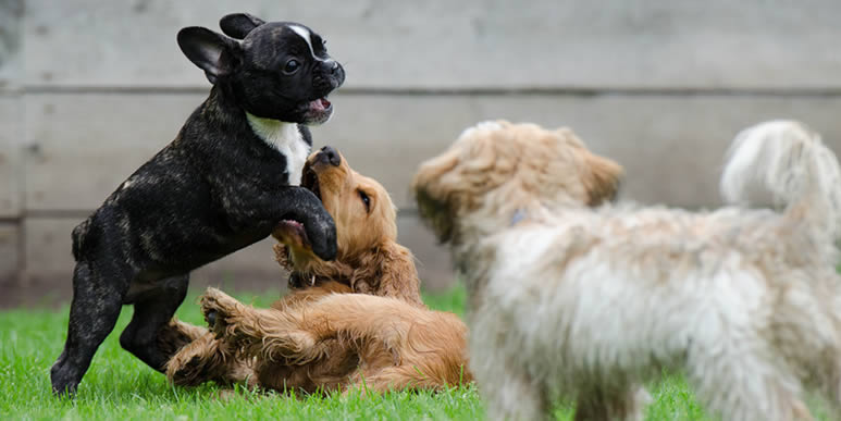 Три щенка играют друг с другом