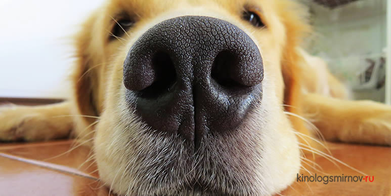 Нос собаки крупным планом