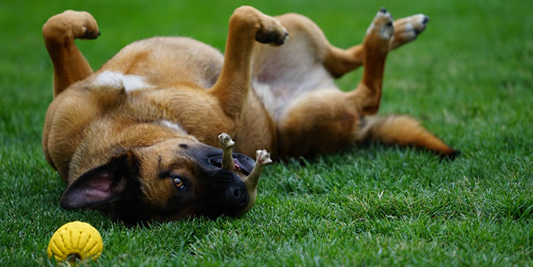 Собака катается по траве