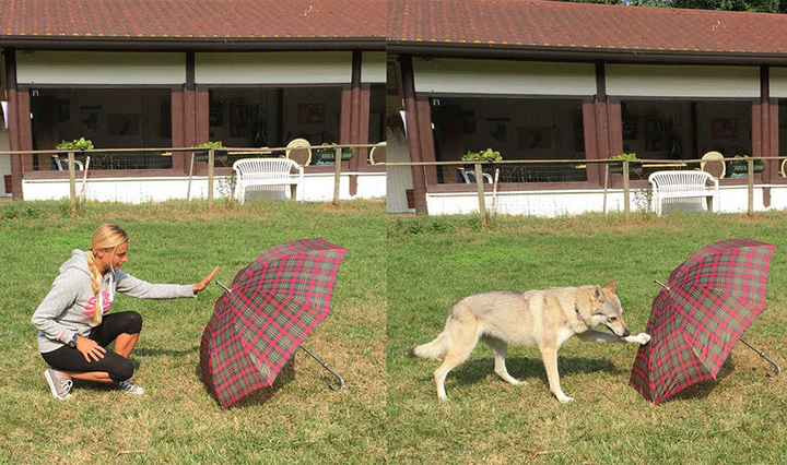 Собака дотрагивается до зонтика, вспомнив, как это делал её хозяин