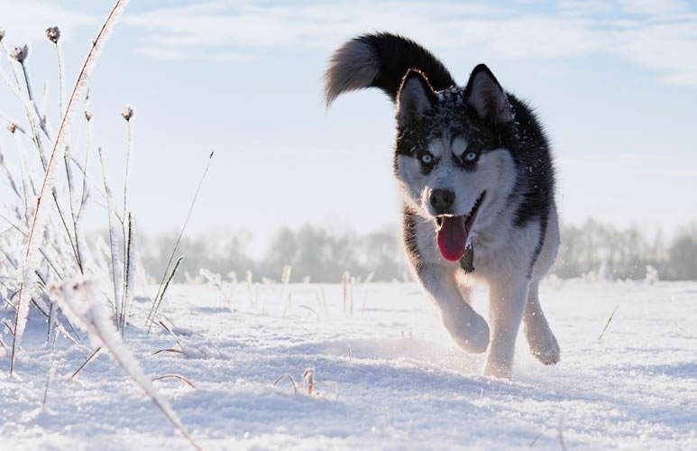 Ездовые собаки: сибирские хаски, самоеды, маламуты