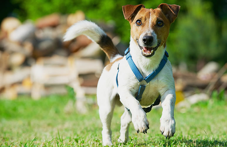 Прочие охотничьи собаки: родезийские риджбеки, терьеры, волкодавы и гончие