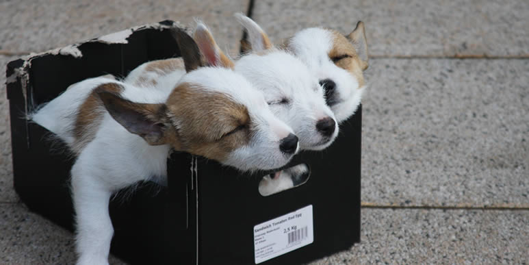 Щенки спят в коробке
