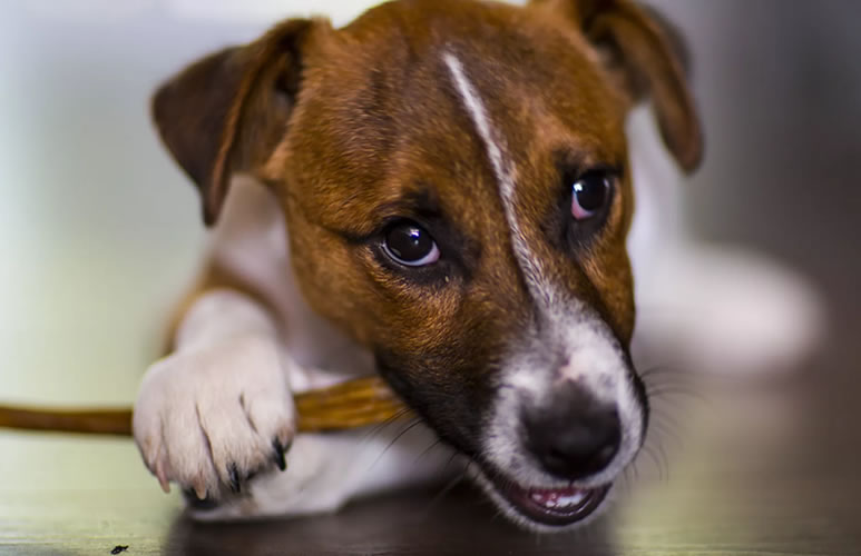 Безопасны ли натуральные собачьи лакомства из зоомагазина