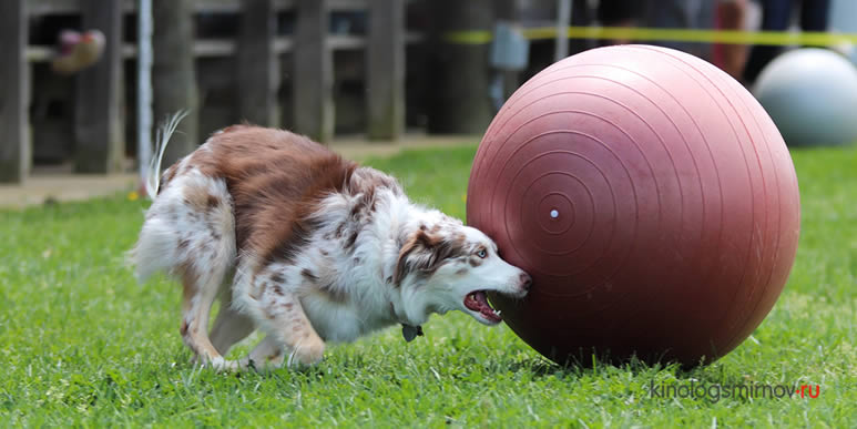 Собака играет с большим мячом