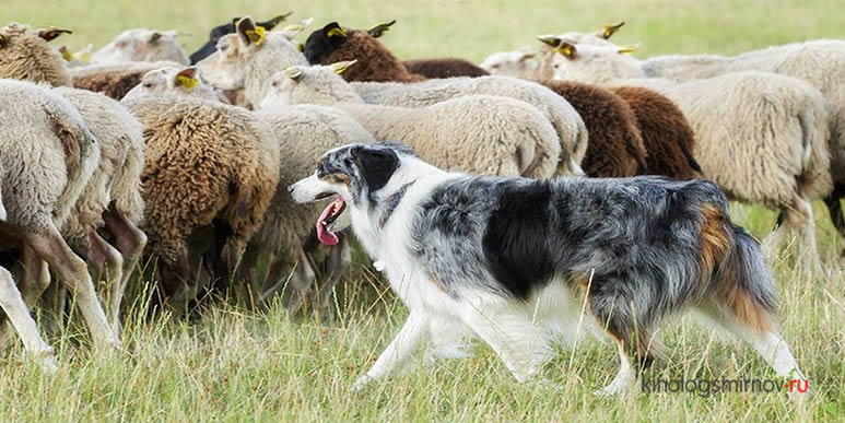 Собака пасет овец