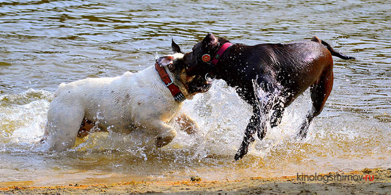 Собаки играют в воде