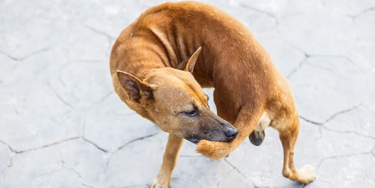 Охота за своим хвостом- веселое собачье развлечение или симптом заболевания