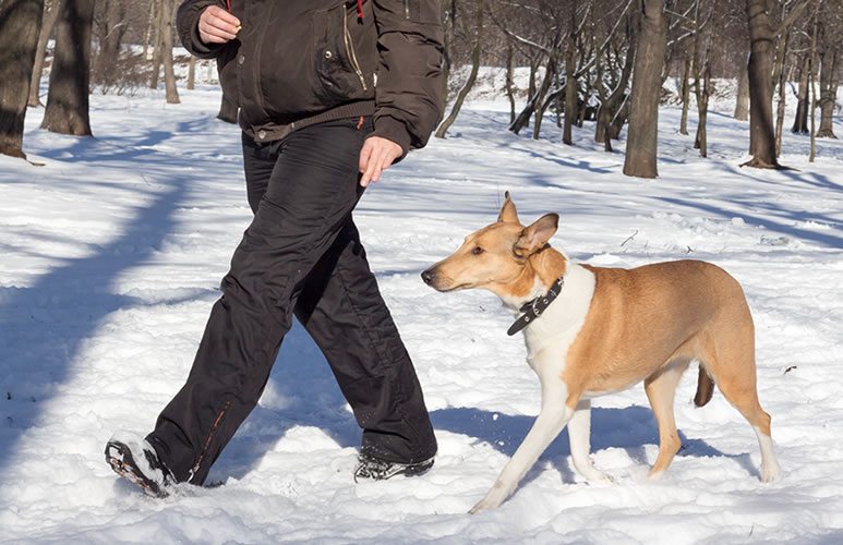 Пять идей для занятий с собакой во время прогулки