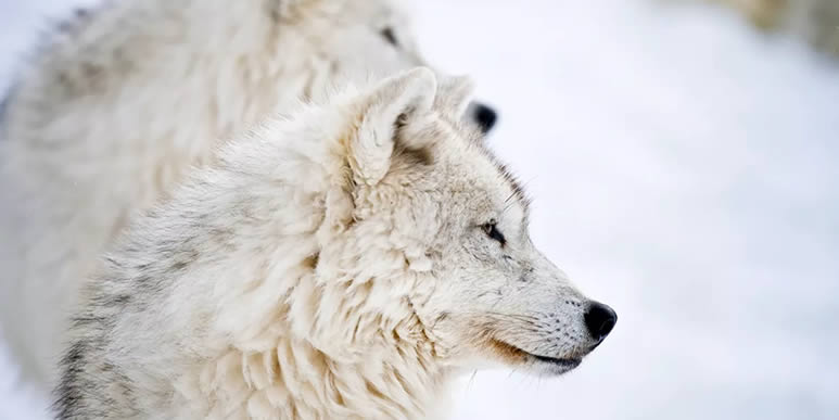 Арктический волк, Canis lupus arctos
