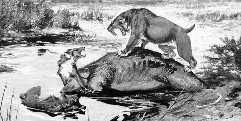Два ужаных волка и саблезубый тигр дерутся за тушу колумбийского мамонта в смоляных ямах Ла-Бреа