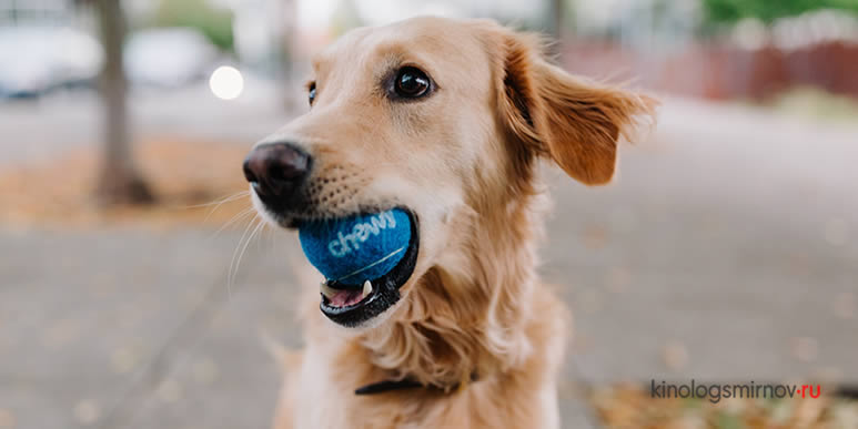 Собака сидит с мячиком во рту
