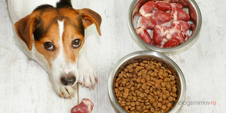 Чем лучше кормить собаку?