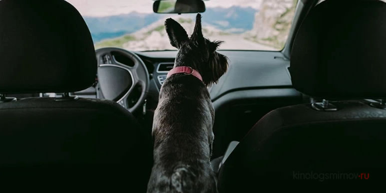 Как помочь собаке, которая боится ездить в машине?