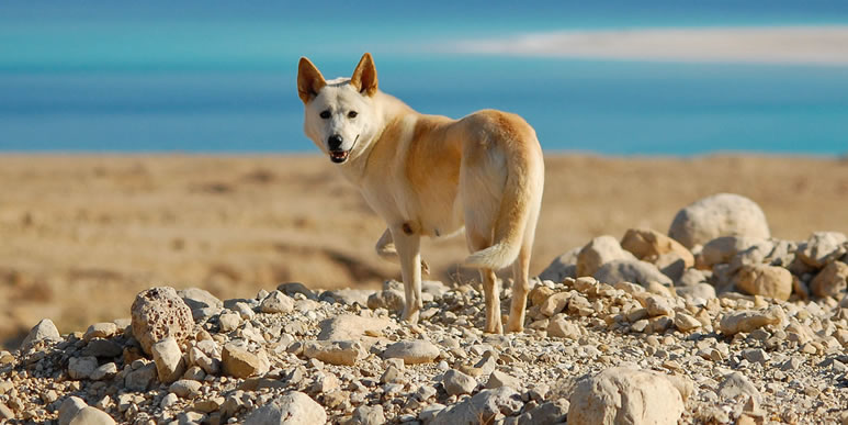 20 удивительных пород собак, о которых вы пока даже не слышали