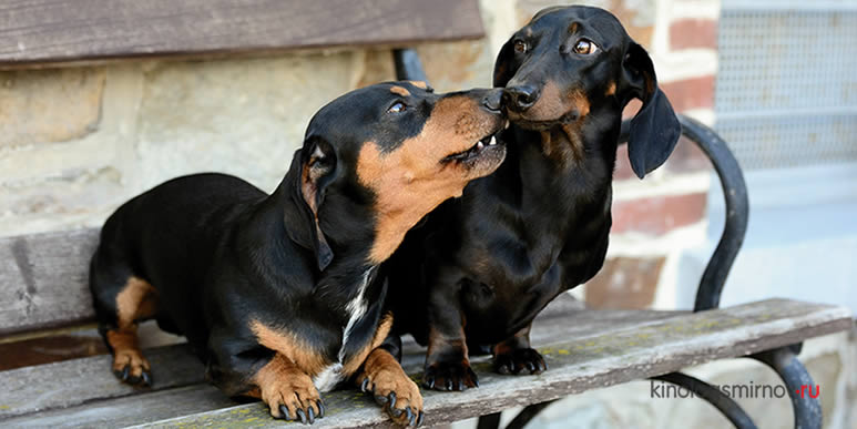 Конфликты между собаками, живущими в одном доме: как наладить отношения членов своей стаи?