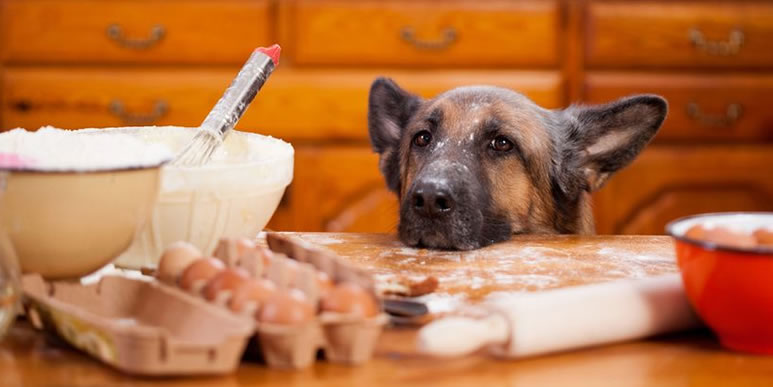 Четыре простых блюда для собаки с расстройством пищеварения