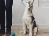 Игра- самый простой способ проверить обучаемость собаки