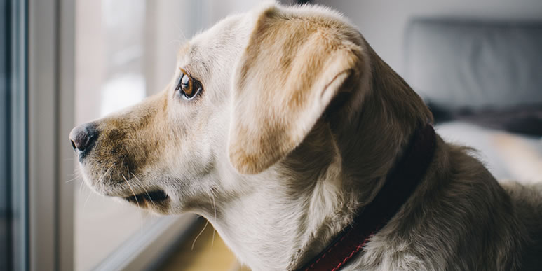 Размышления ответственного владельца: как долго собака может сидеть дома одна?