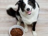 Анорексия: что делать, если собака плохо ест или часто привередничает?