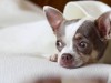 Неприятные переживания и стресс мешают собакам спать, пагубно влияя на здоровье