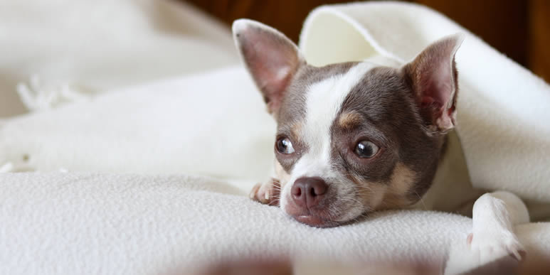 Неприятные переживания и стресс мешают собакам спать, пагубно влияя на здоровье