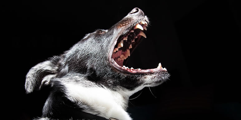 Неприятный запах из пасти- серьезная причина подумать о здоровье собаки
