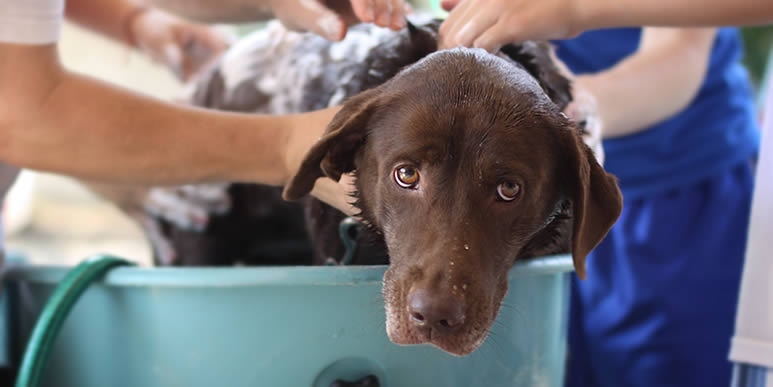 Тринадцать главных вопросов о мытье собаки