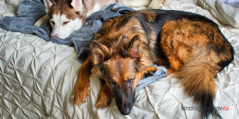 7 случаев, когда собаке не место на вашей кровати