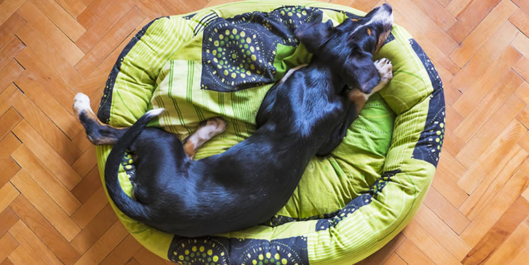 Шесть самых удобных лежаков для собак